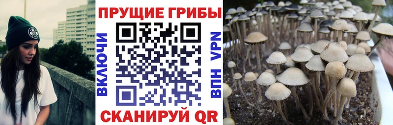 Псилоцибиновые грибы GOLDEN TEACHER  блэк спрут вход  Болохово  что такое наркотик 